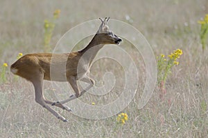 An European roe deer running in a field in the heat of the day time in Brandenburg Berlin.