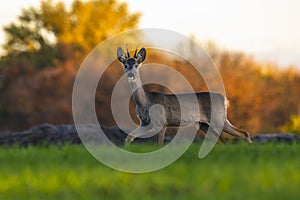 European roe deer in the field.