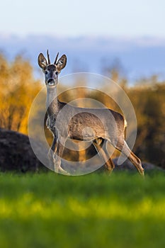 European roe deer in the field.