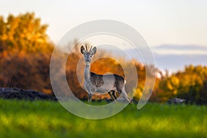 European roe deer in the field.