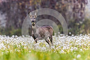 European roe deer in the field.