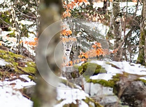 European roe deer in the forest