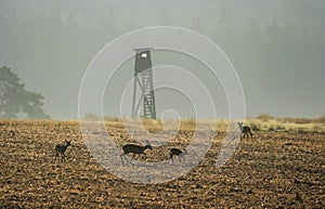 European roe deer graze in the morning sun next to  hunting tower