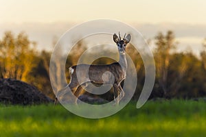 European roe deer in the green field.