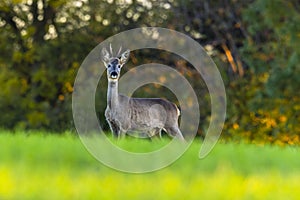 European roe deer in the green field.