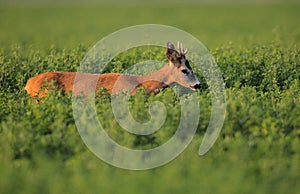European Roe Deer photo