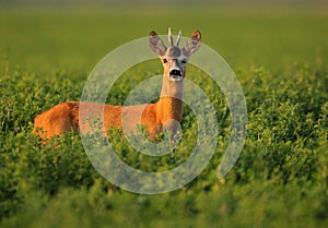 European Roe Deer photo