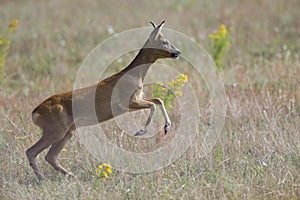 An European roe deer running in a field in the heat of the day time in Brandenburg Berlin.
