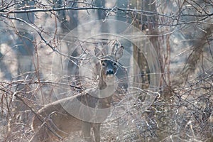 European roe deer standing among branches in spring forest