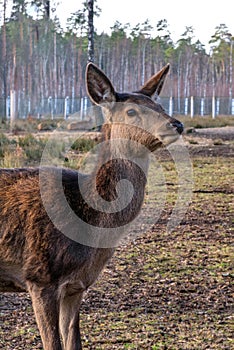 European roe deer in the summer among a field full of saffron. Roe deer graze in the reserve. Belovezhskaya Pushcha -