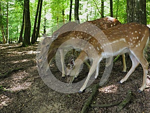 European roe deers in forest at summer
