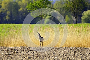 European Roebuck deer photo