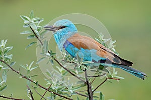 European roller