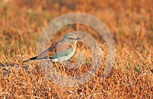 European roller