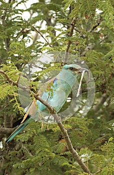 European Roller