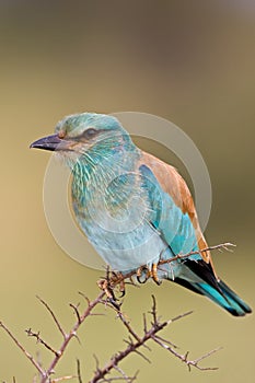 European roller