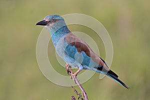 European Roller bird