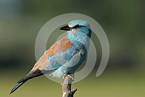 European roller bird on a branch