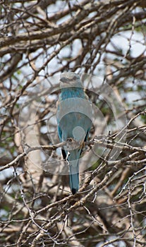 European Roller Bird on perch