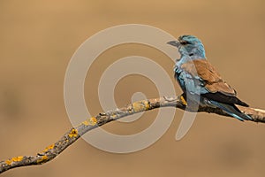 European roller - Coracias garrulus