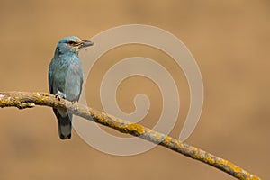 European roller  Coracias garrulus