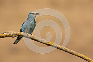 European roller Coracias garrulus