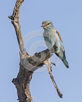 European roller Coracias garrulus