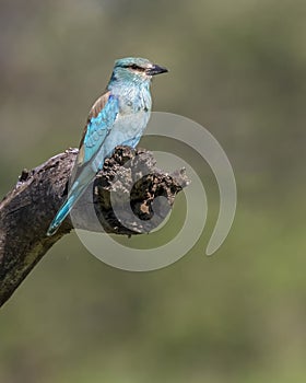 European roller Coracias garrulus