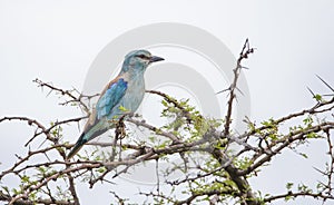 European Roller (Coracias garrulus)