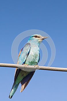 European Roller / Coracias garrulus