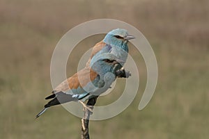 European roller, Coracias garrulus,