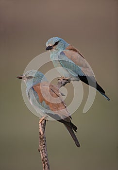 European roller, Coracias garrulus,