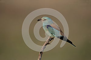 European roller, Coracias garrulus,