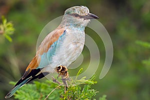 European Roller (Coracias garrulus)