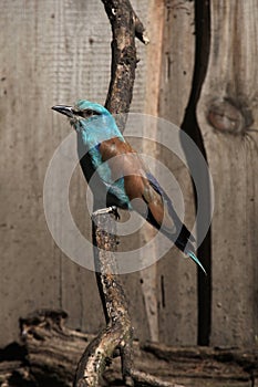 European roller (Coracias garrulus).