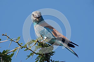 European roller (Coracias garrulus)