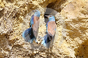 European roller Coracias garrulus