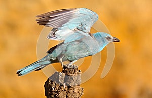 European roller Coracias garrulus