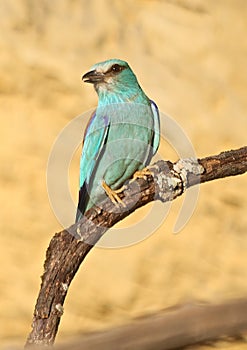 European roller Coracias garrulus