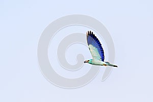 European roller (coracias garrulus)