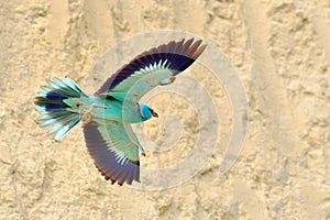 European roller (coracias garrulus) photo