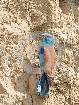 European roller coracias garrulus, beautiful blue bird watching the nest