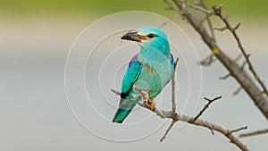 European roller Coracias Garrulus bird in the wild, with prey