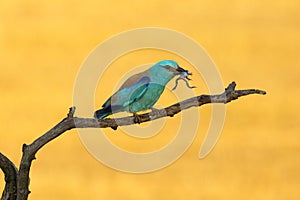 The European roller Coracias garrulus on a branch with frog in the morning light with yellow field in the background. Beautiful