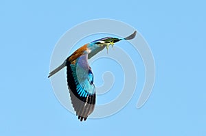 European roller (coracias garrulus) in flight