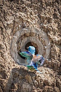 European roller or coracias garrulus in flight. Landing of bird