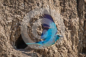 European roller or coracias garrulus in flight near by nest hole