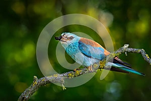 European Roller - Coracias garrulus is flying blue bird breeding in Europe, Middle East, Central Asia and Morocco, found in a wide