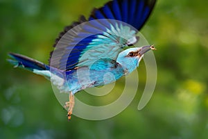 European Roller - Coracias garrulus is flying blue bird breeding in Europe, Middle East, Central Asia and Morocco, found in a wide