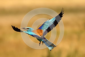 The European roller Coracias garrulus flying over dry grassland with a yellow background.Blue roller with prey in its beak in